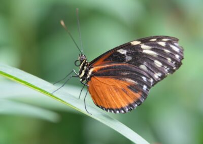 Billedet viser en smuk sommerfugl med sort og røde farver. Billedet er taget af Anders Dissing