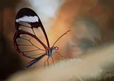 Billedet viser den glasvingede sommerfugle med transparante vinger placeret mod en dramstisk baggrund.