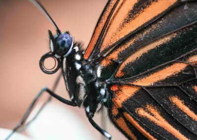 Billedet viser en smuk sommerfugl med sort og orange farver. Billedet er taget af Anders Dissing