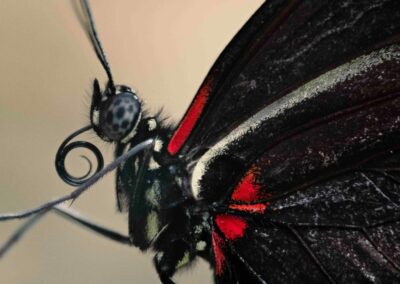 Billedet viser en smuk sommerfugl med sort og røde farver. Billedet er taget af Anders Dissing