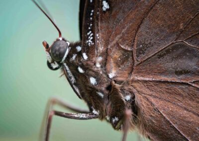Billedet viser en smuk sommerfugl med sort og brune farver. Billedet er taget af Anders Dissing