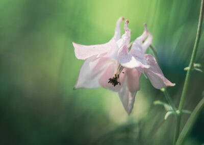 Smukt blomster billede taget af Anders Dissing i et spændende lys og legende komposition