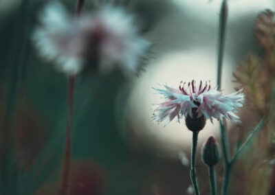 Smukt blomster billede taget af Anders Dissing i et spændende lys og legende komposition