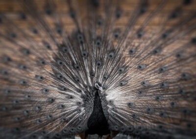 Et smukt og detaljeret billede af en påfugl. Fotografiet er taget af Anders Dissing