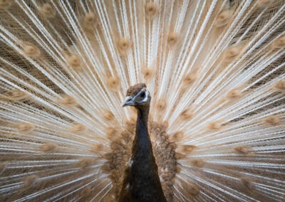 Et smukt og detaljeret billede af en påfugl. Fotografiet er taget af Anders Dissing