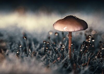 Blødt billede med skarpe detaljer af en svamp. Fotografiet er taget af Anders Dissing