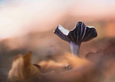 Blødt billede med skarpe detaljer af en svamp. Fotografiet er taget af Anders Dissing