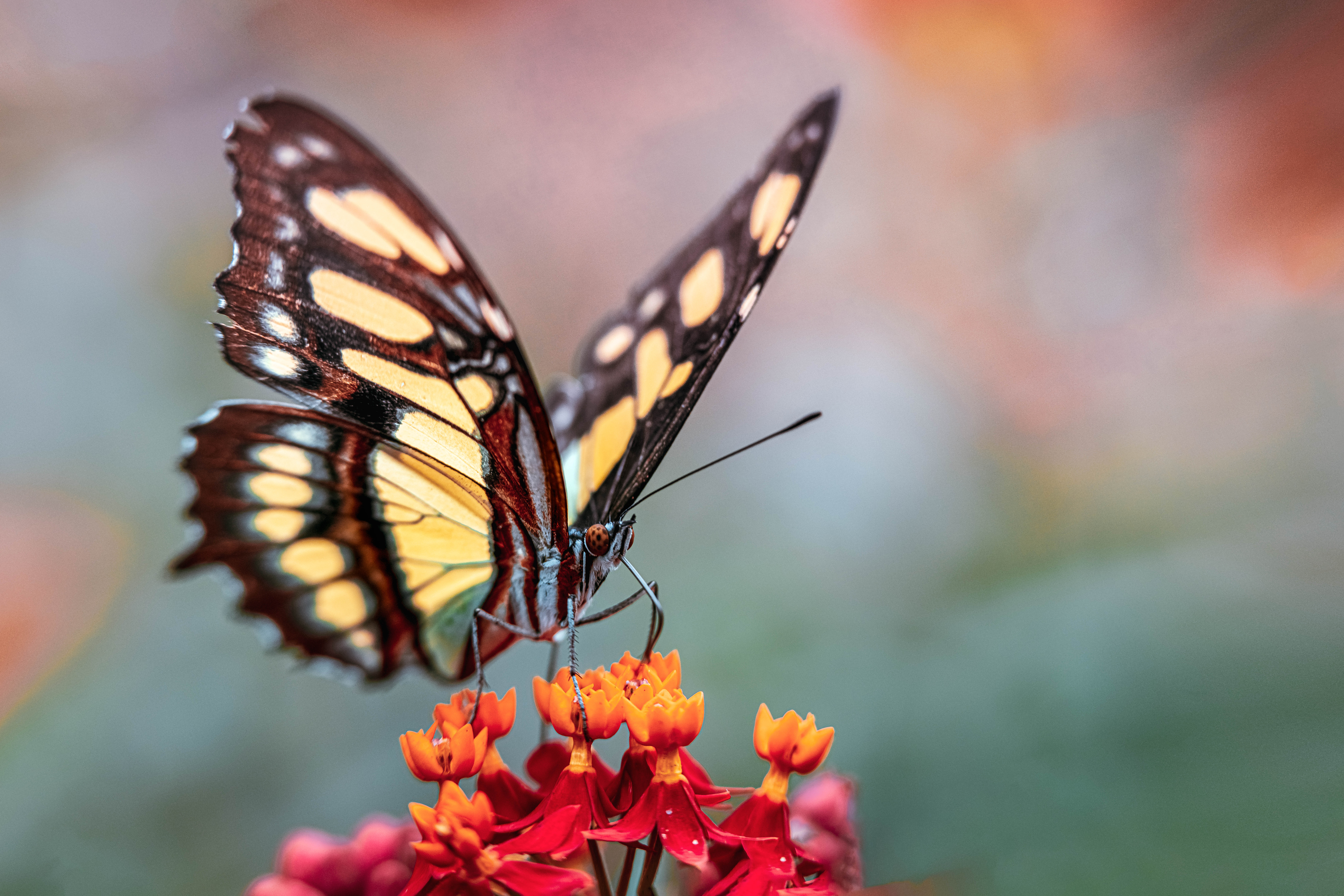 Billedet viser den glasvingede sommerfugle med transparante vinger placeret mod en dramstisk baggrund. taget af Anders Dissing
